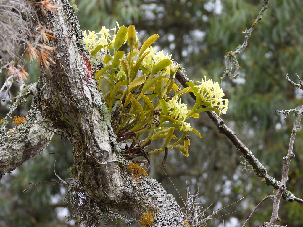 Epidendrum carnevalii Hágsater & L.Sánchez 4