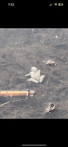 Pacific chorus frog photographed in Idaho