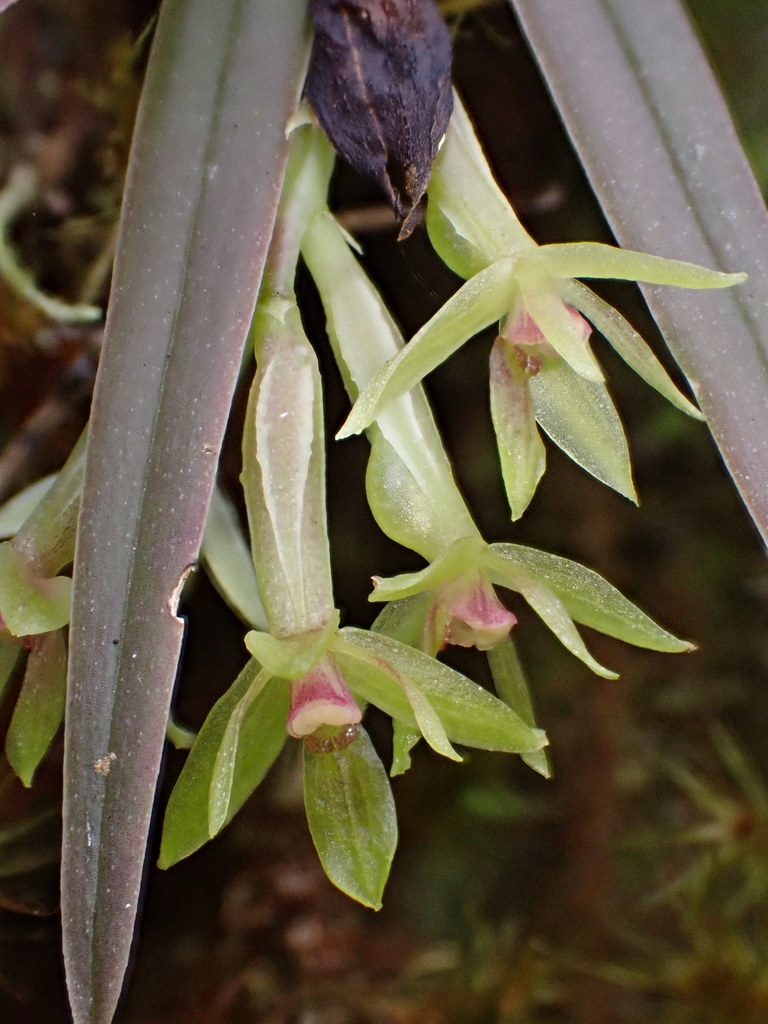 Epidendrum calyptratoides