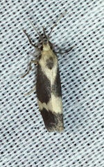 Cisthene faustinula