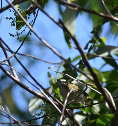 Vireo olivaceus image