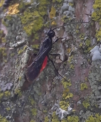 Atanycolus cappaerti