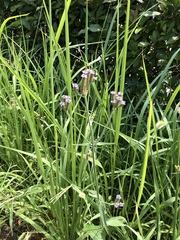 Verbena brasiliensis