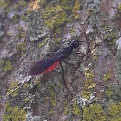 Atanycolus cappaerti