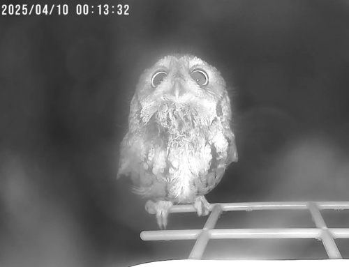 Eastern Screech-Owl photographed in Illinois