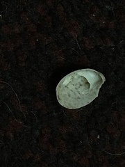 Crepidula convexa