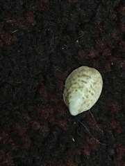Crepidula convexa
