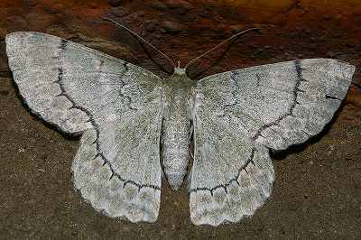 Pingasa alba