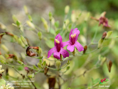Ruellia floribunda