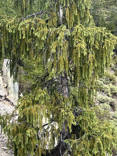 Brewer's spruce (Picea breweriana)
