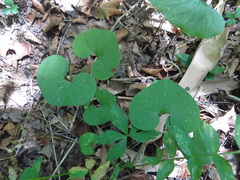 Asarum canadense reflexum