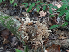 Stenelytrana emarginata
