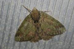 Dindica virescens