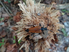 Stenelytrana emarginata