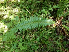 Polystichum setigerum