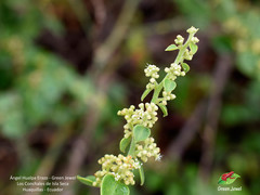 Cryptocarpus pyriformis