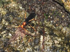 Leptodialepis bipartitus