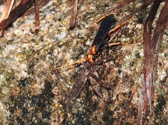 Leptodialepis bipartitus