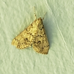Asciodes gordialis
