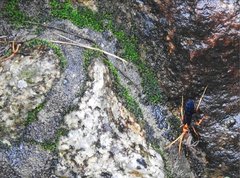 Leptodialepis bipartitus