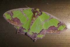 Agathia visenda curvifiniens