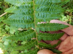 Polystichum setigerum