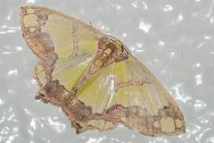 Agathia visenda curvifiniens