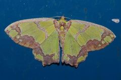 Agathia visenda curvifiniens