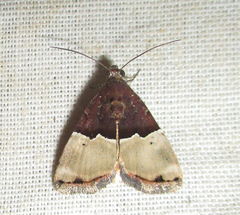 Ozarba hemiochra
