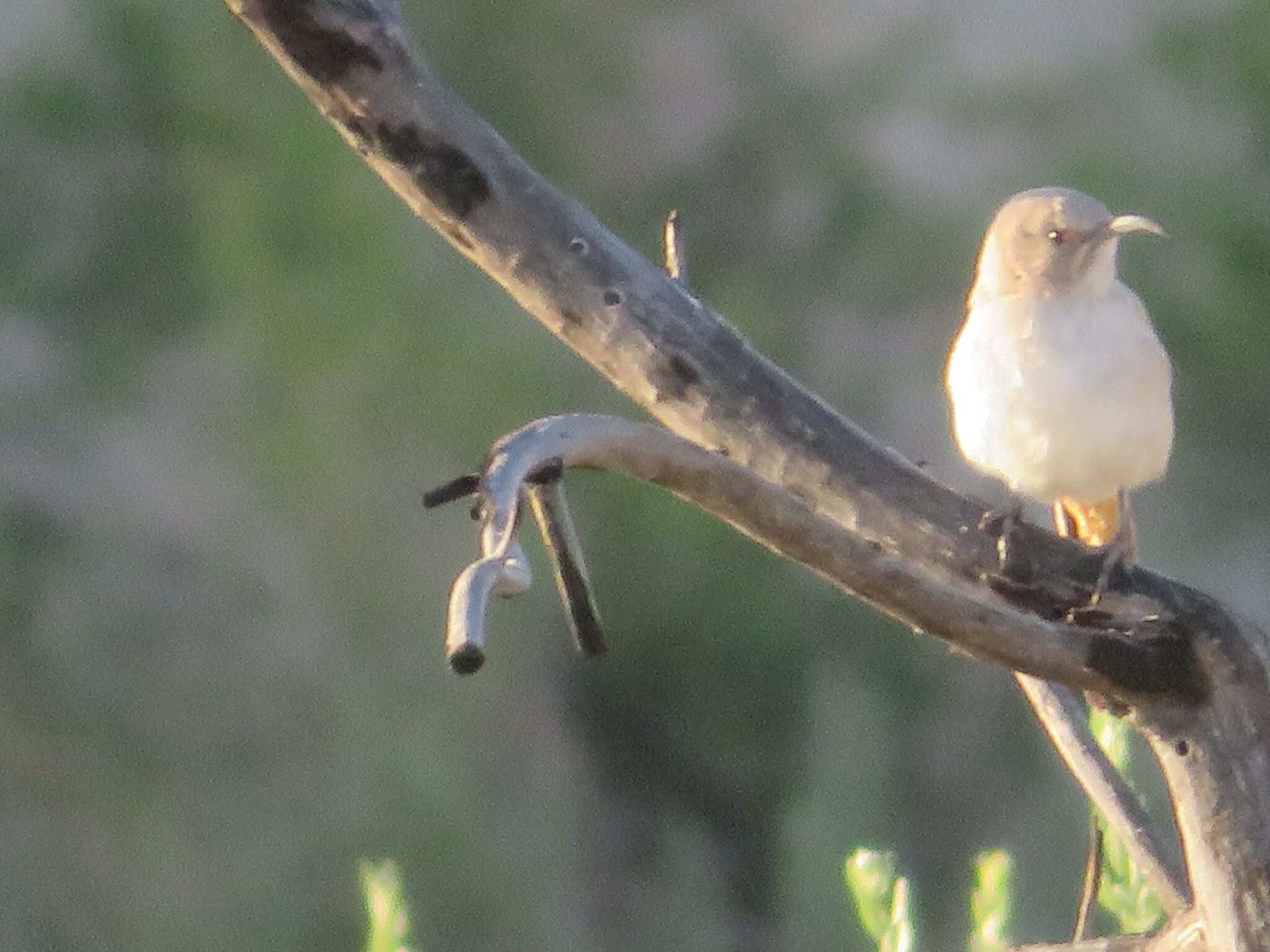 LeConte's Thrasher (Toxostoma lecontei), photo 5