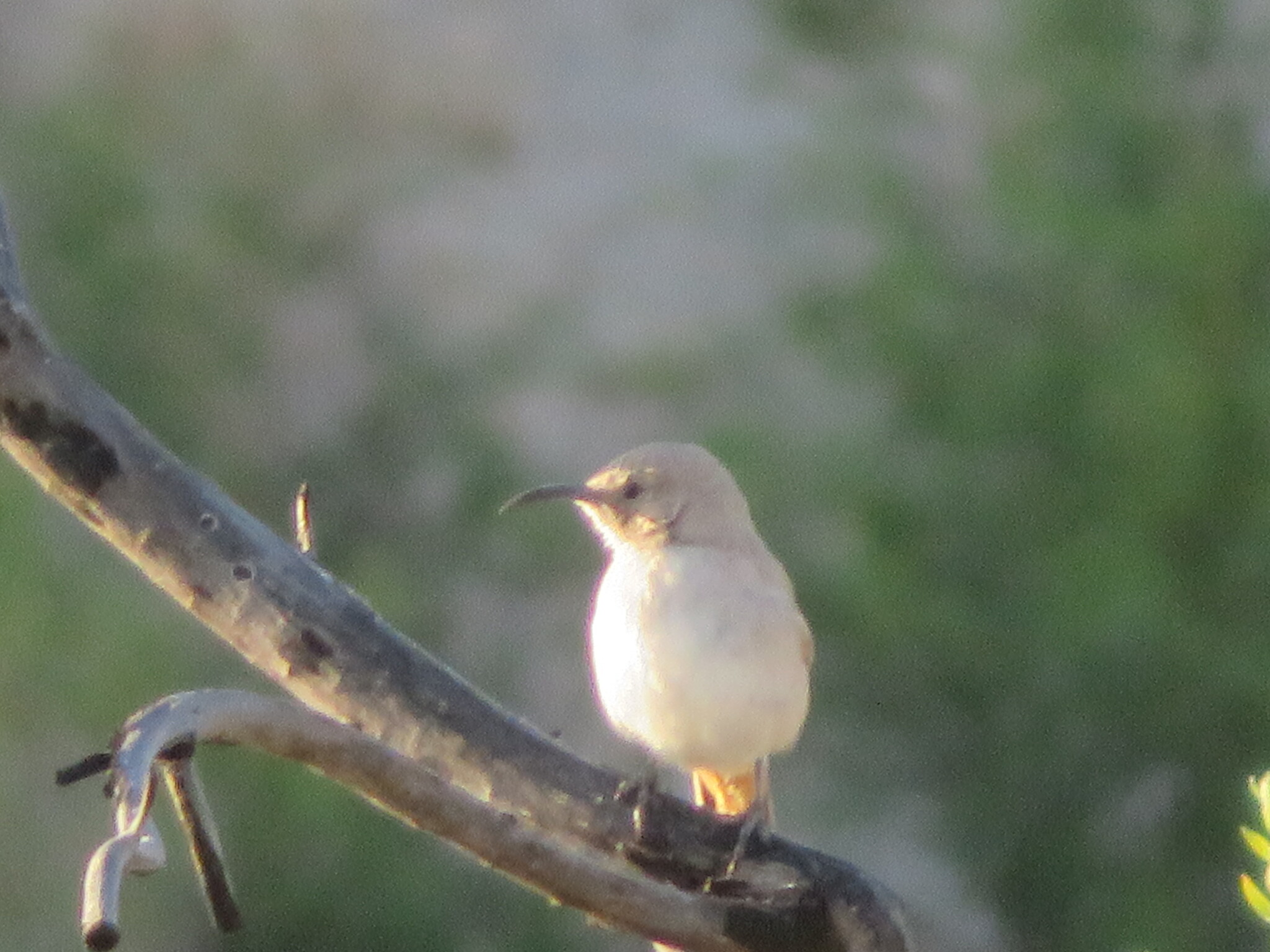 LeConte's Thrasher (Toxostoma lecontei), photo 6