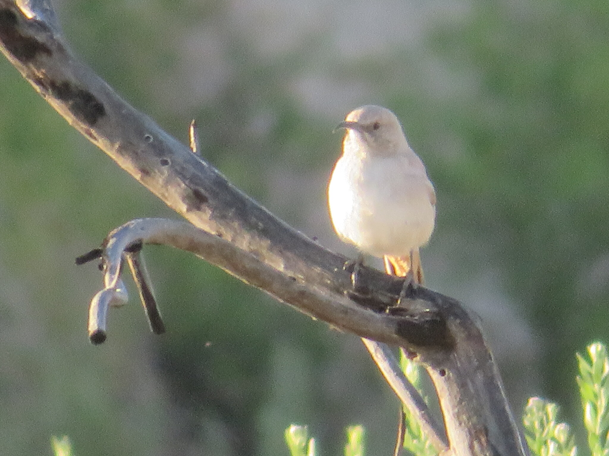 LeConte's Thrasher (Toxostoma lecontei), photo 7