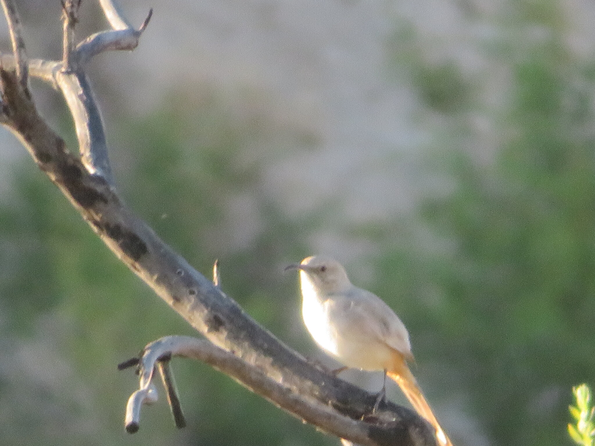LeConte's Thrasher (Toxostoma lecontei), photo 4