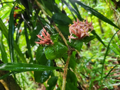 Ixora amplifolia observed 2025-04-10