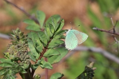 Callophrys