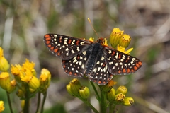 Euphydryas chalcedona chalcedona