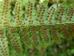 Polystichum setigerum