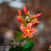 Jatropha nudicaulis - Photo (c) Green Jewel, algunos derechos reservados (CC BY-NC), subido por Green Jewel