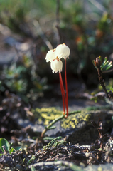 Cassiope lycopodioides, photograph (c) Oleg Kosterin, some rights reserved (CC BY)