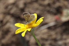 Euphilotes enoptes enoptes