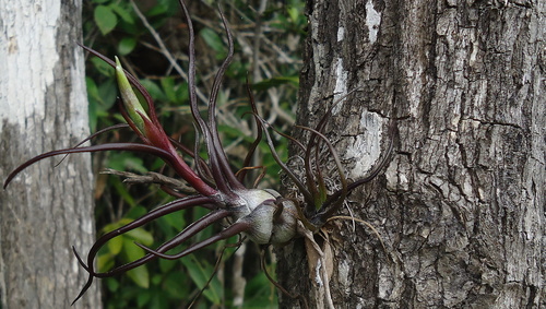 Tillandsia bulbosa