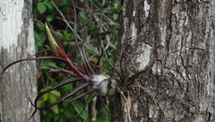 Tillandsia bulbosa