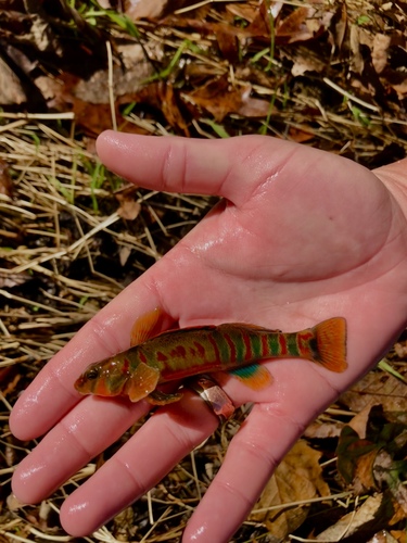 Candy darter (Etheostoma osburni) — Percidae — 3