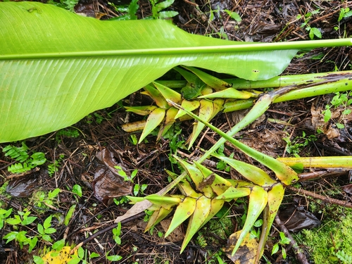 Heliconia laufao observed 2025-04-10