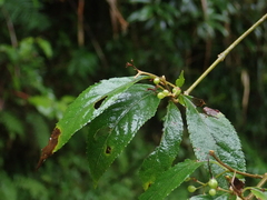 Callicarpa randaiensis