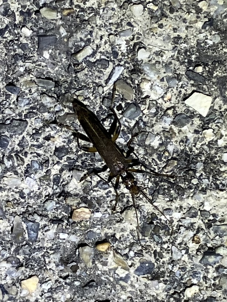 Dryopomera yatoi