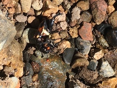 Nicrophorus guttula