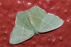 Neohipparchus vallata