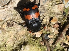 Nicrophorus guttula