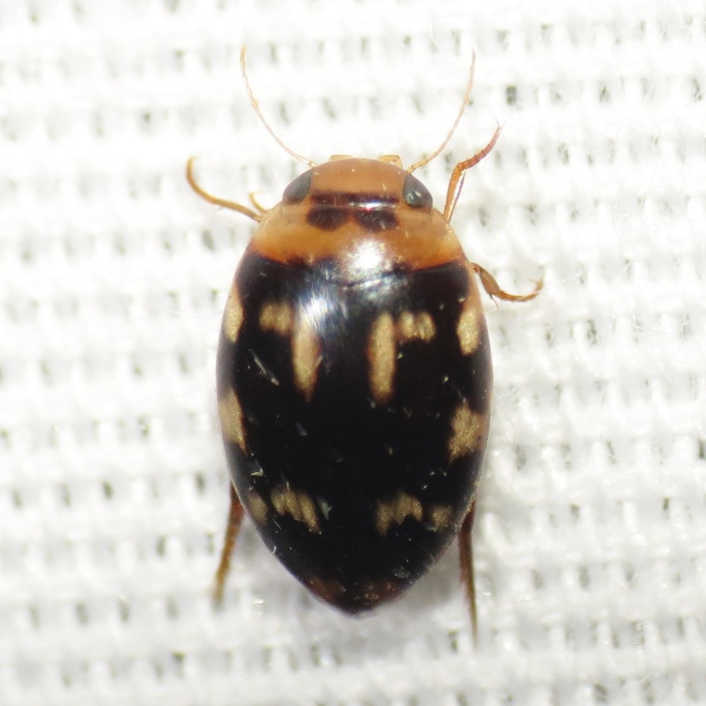 Laccophilus horni
